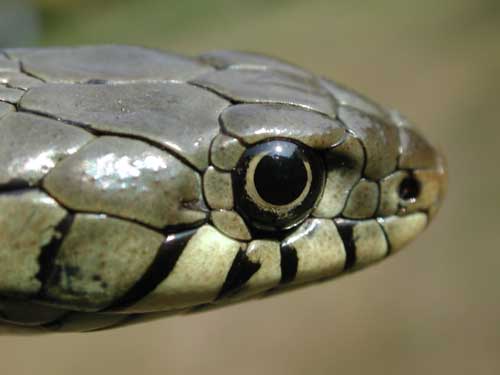 photos/wildlife/Reptile_Species/Grass_Snake/snake 3.jpg